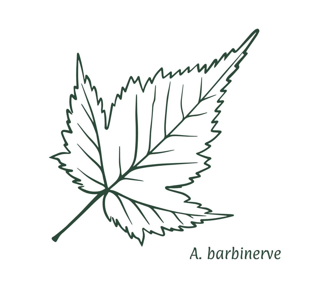 Green maple leaf. The sketch is drawn by hand, in ink with a pencil. Names in Latin. Acer barbinerve. Isolated on white background. Vector. vector