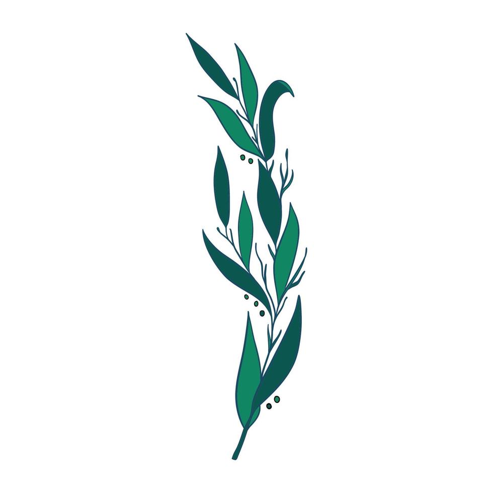 Green sprig of rosemary cartoon style, isolated vector icon. Graphic element for packaging, logo, for rosemary products.