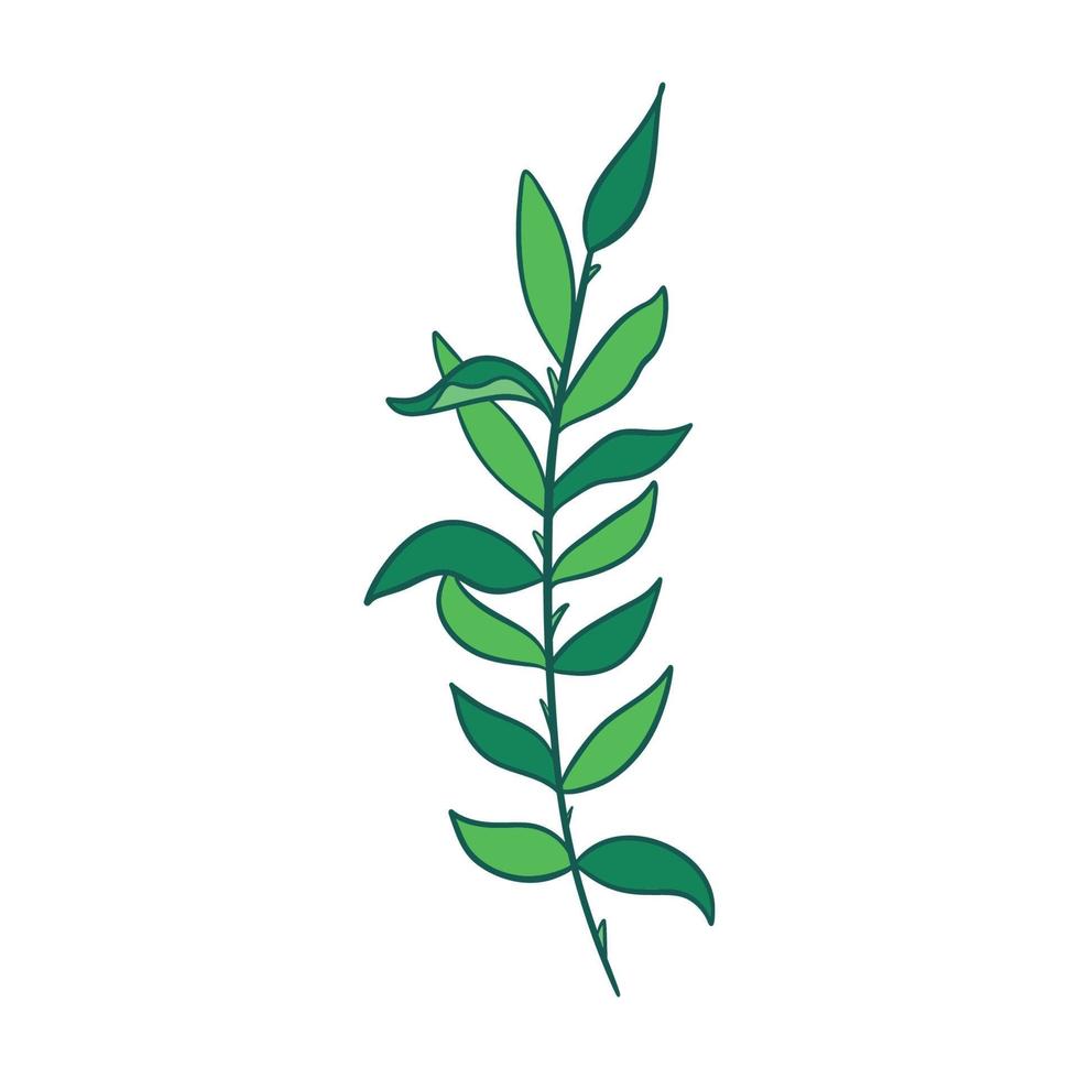 Green sprig of rosemary cartoon style, isolated vector icon. Graphic element for packaging, logo, for rosemary products.