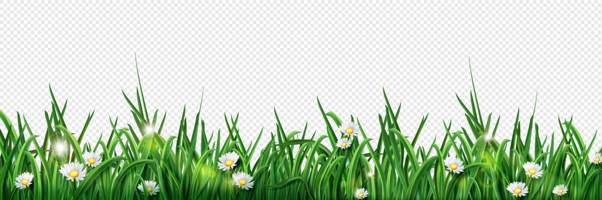 Isolated green grass lawn border illustration vector