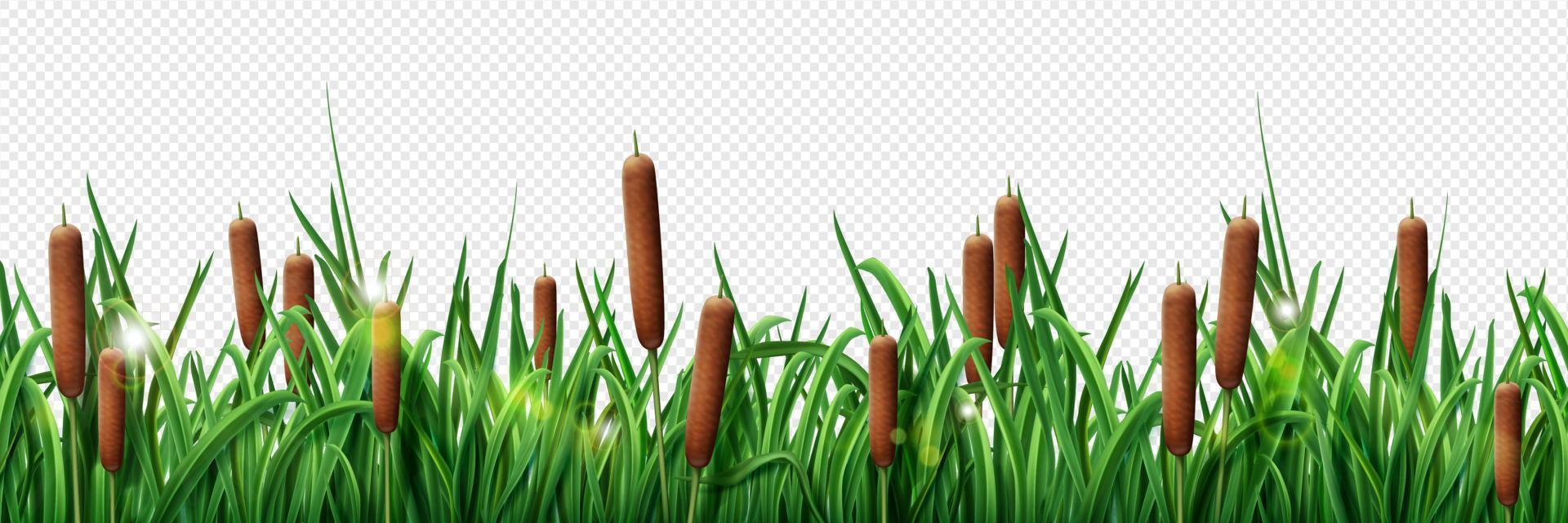 Realistic green grass border and brown reed border vector