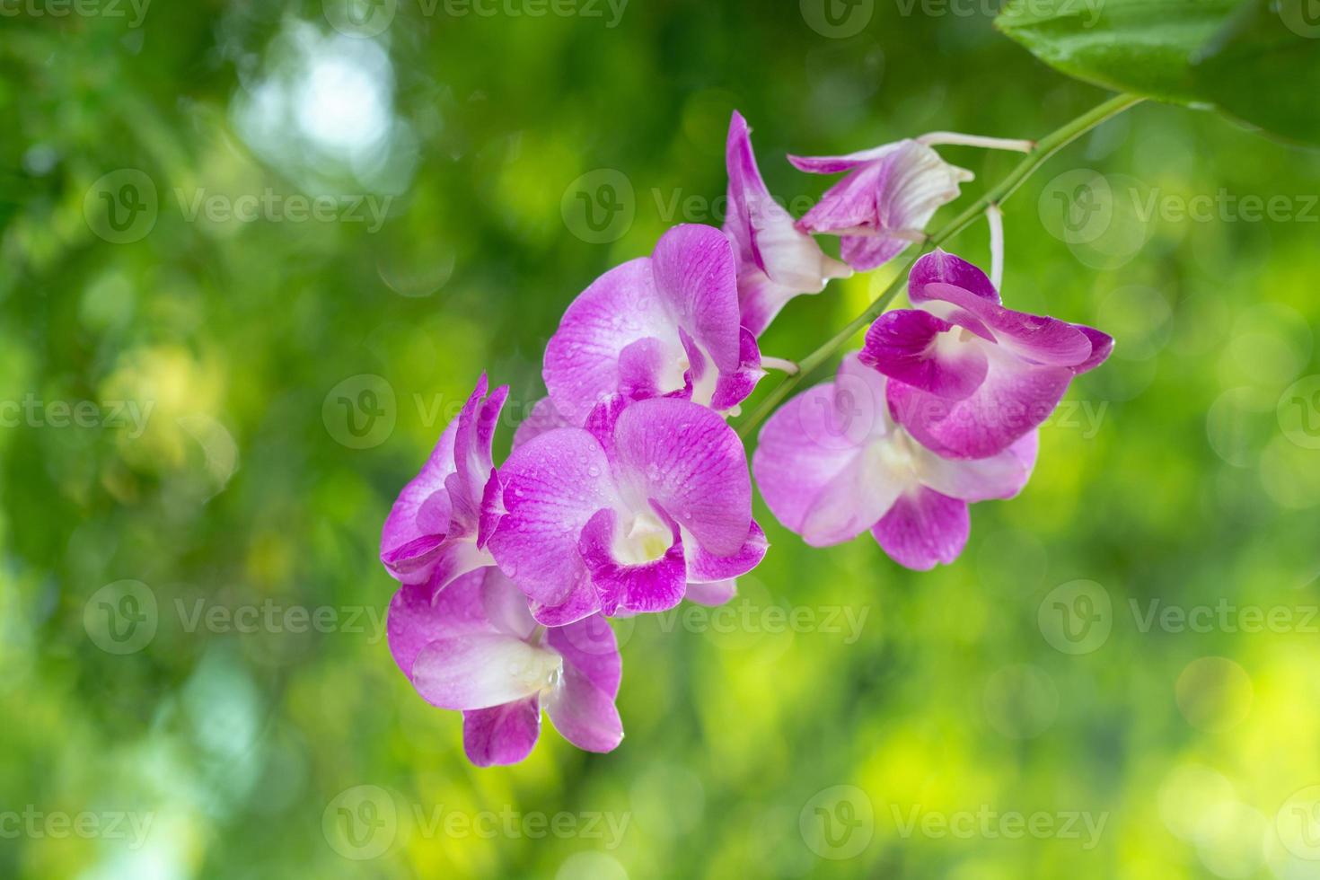 Orchid flower on green bokeh photo