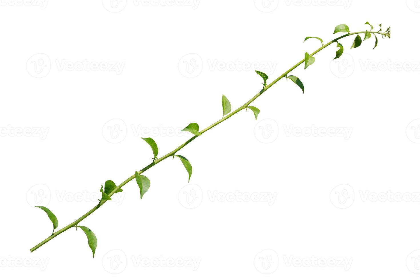 Vine plants, Greenery leaves isolated on white background have clipping path photo