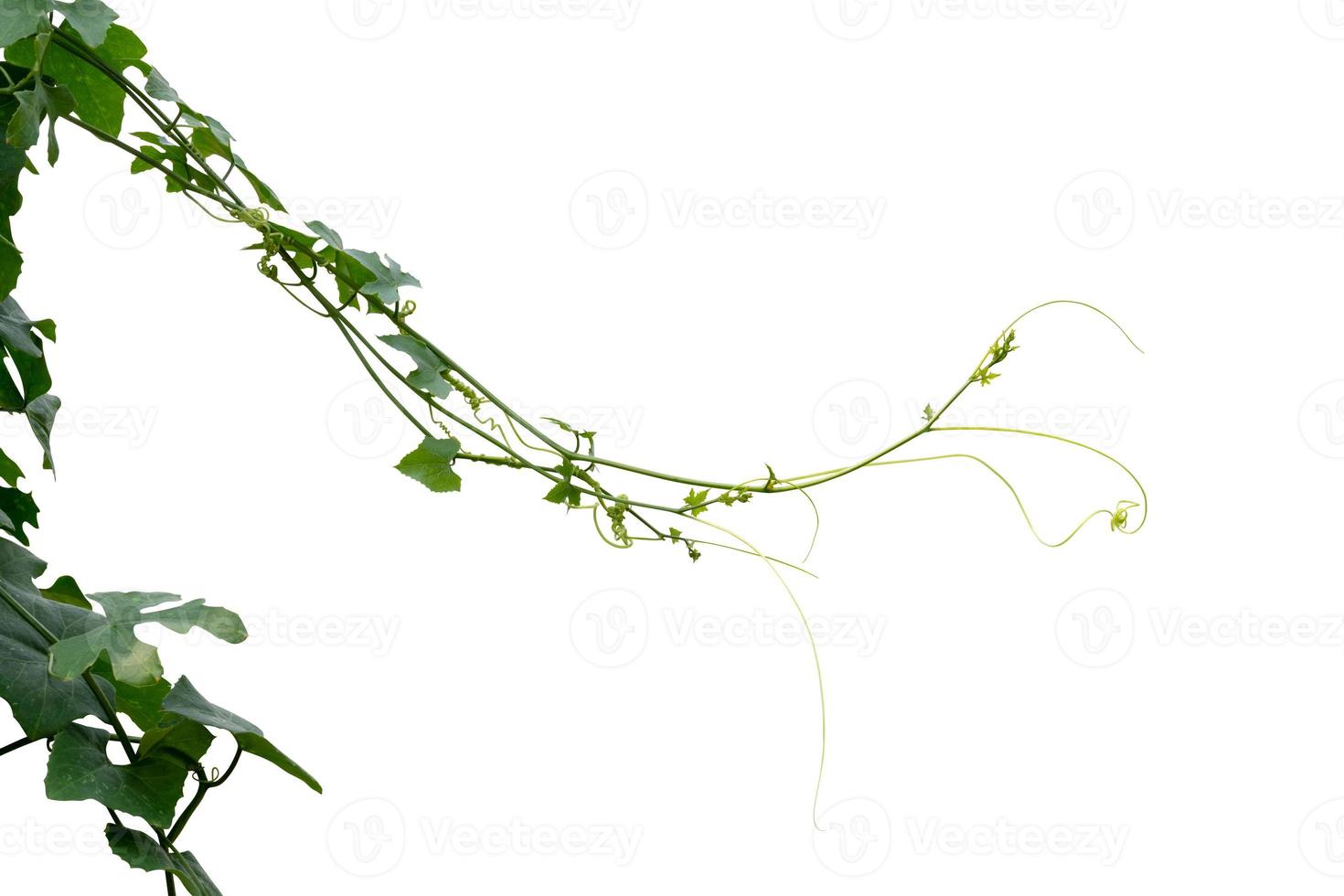 Vine Plant leaves tropic, bush foliage tree isolated on white background have clipping path photo