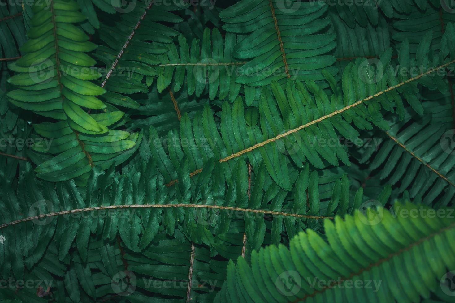 Nature surface background leaf green plant texture greenery spring photo