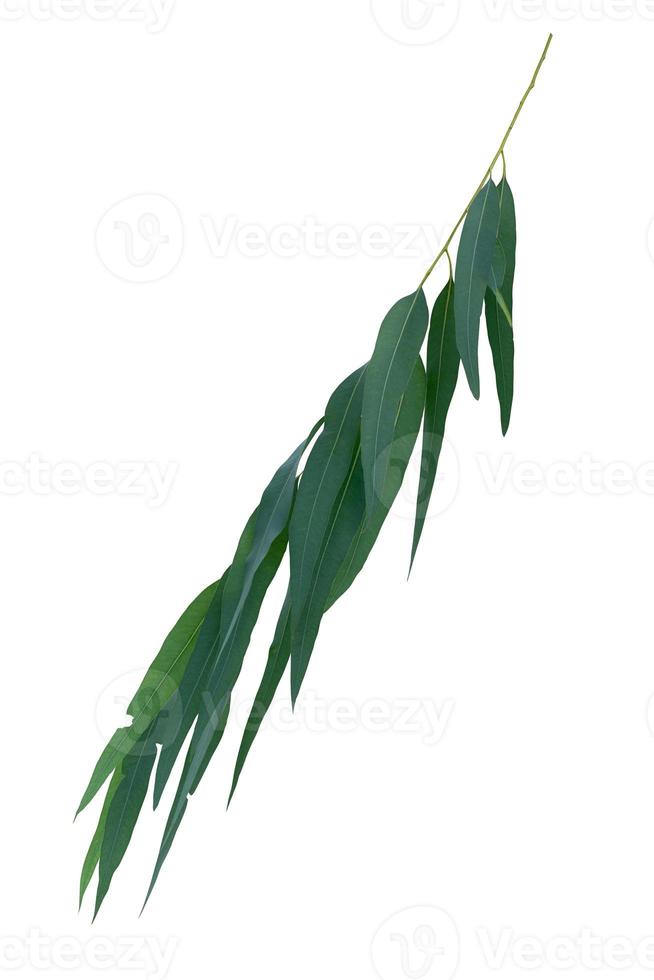 Eucalyptus leaf branch isolated on white background with clipping path photo