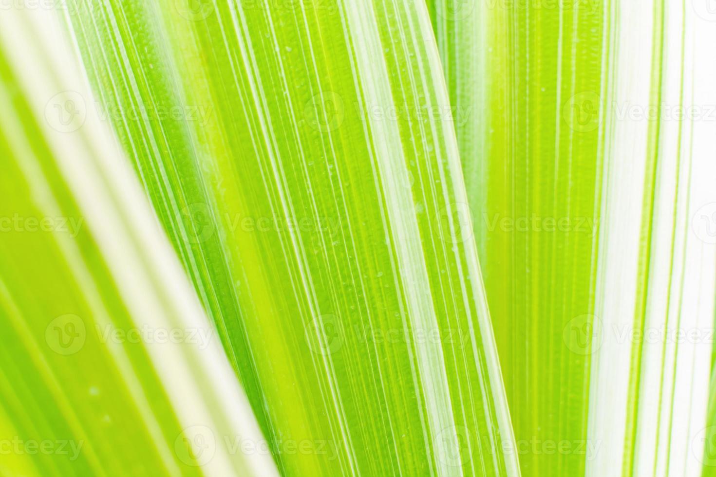 naturaleza superficie antecedentes hoja verde planta textura verdor primavera foto