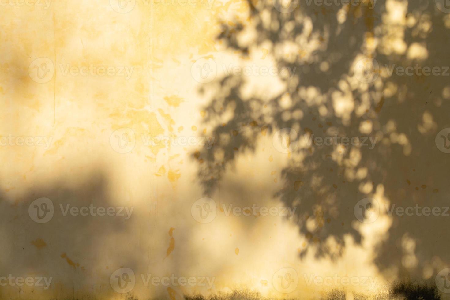 Tree shadow on the wall photo