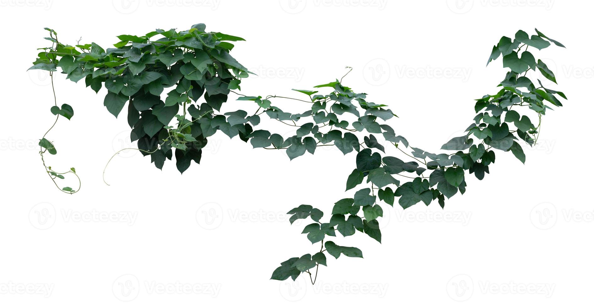 Vine plants, Greenery leaves isolated on white background have clipping path photo