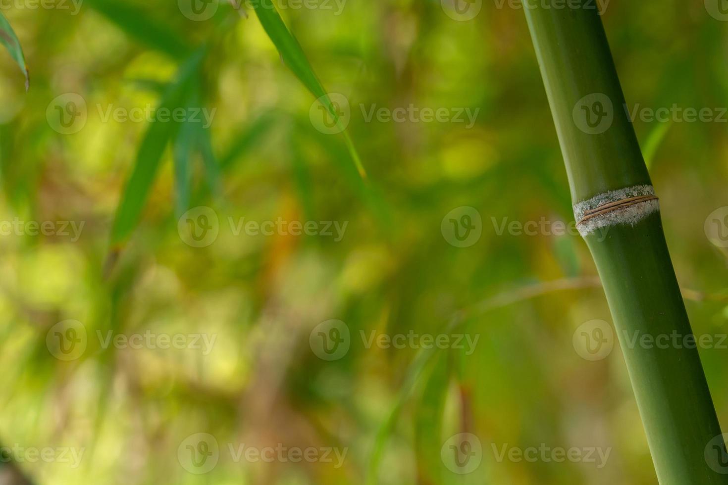 fondo de arbol de bambu foto