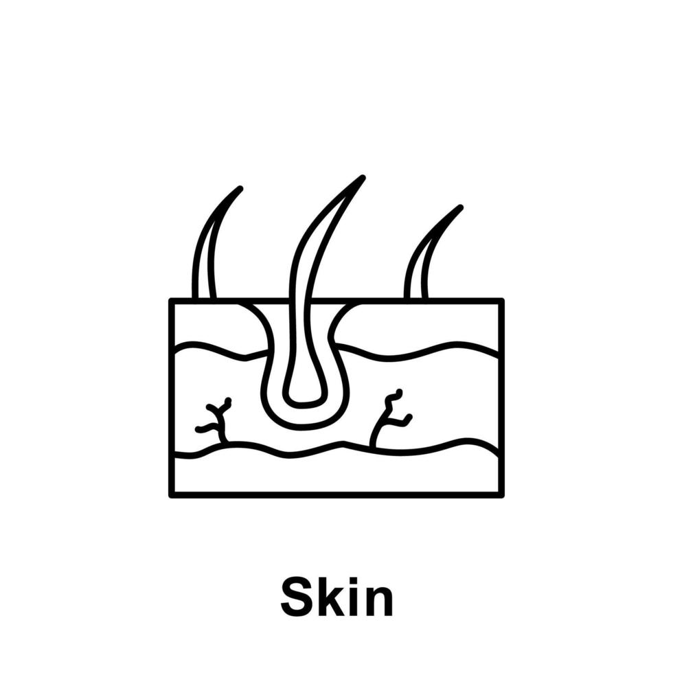 Skin, organ vector icon illustration