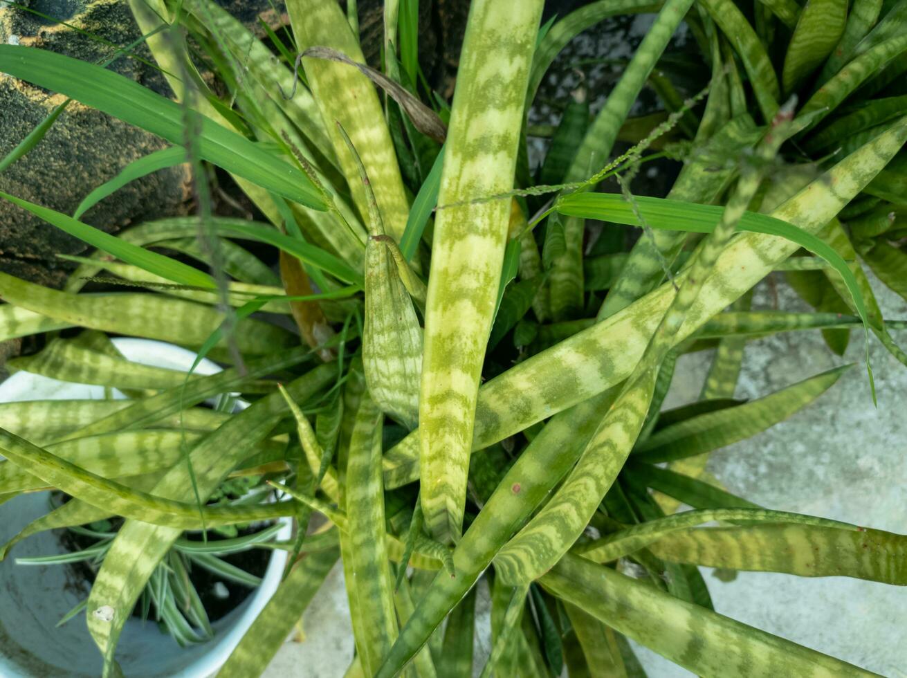 view of ornamental sansevieria plant outdoors photo