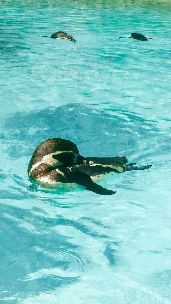 Humboldt Penguin bird swimming in London zoo pool photo