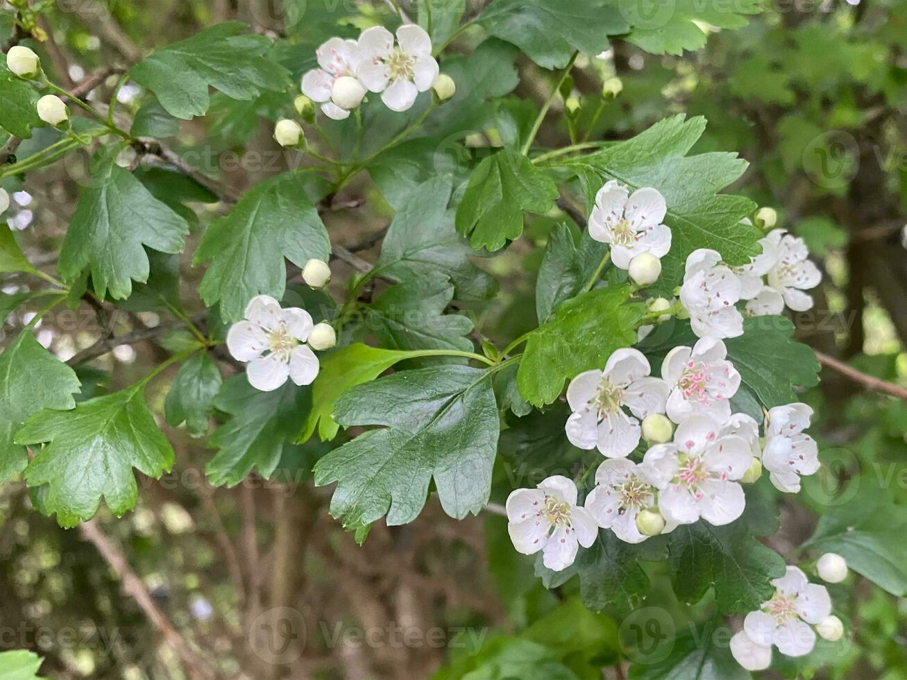 Hungarian Hawthorne Crataegus Nigra Blossom Hedge Plant photo