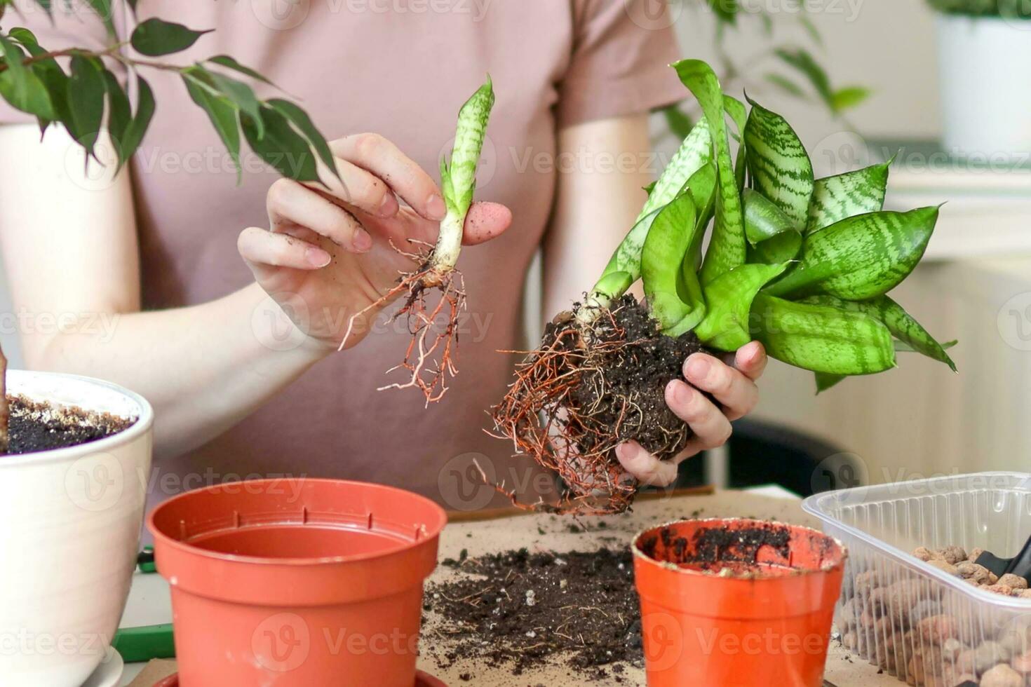 Caring and reproduction for a potted plant, hands close-up. A woman shows the healthy roots of a sansevieria taken from a brown pot. photo
