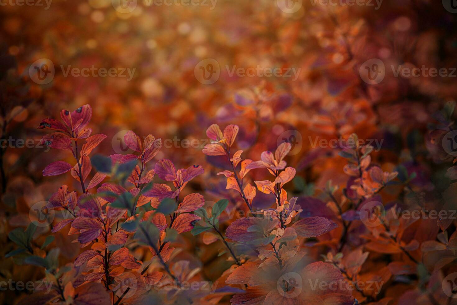 red autumn leaves of the bush in the warm afternoon sun in the garden photo