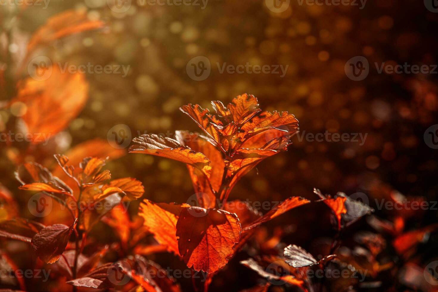 red autumn leaves of the bush in the warm afternoon sun in the garden photo