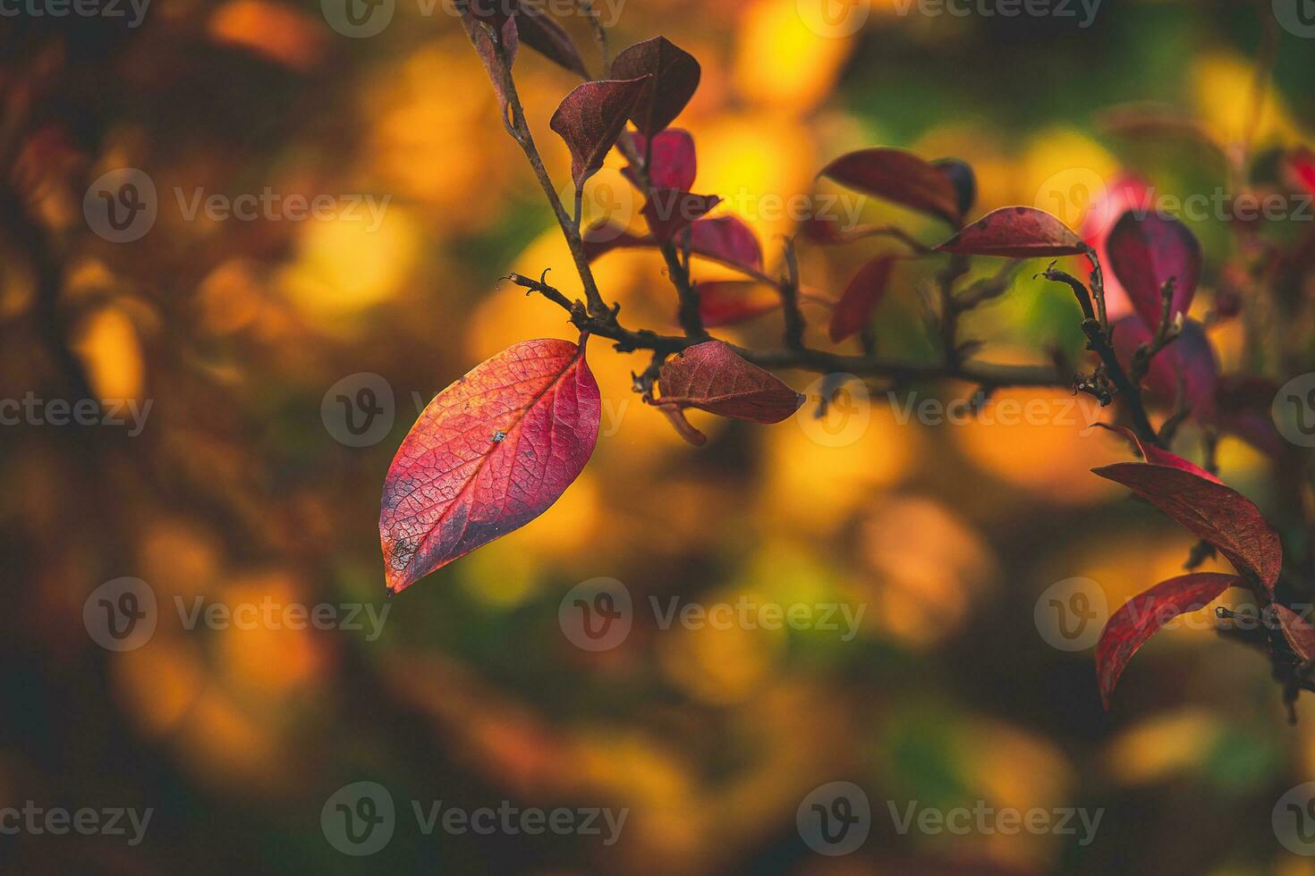 rojo y naranja otoño hojas de el arbusto en de cerca en un calentar día en el jardín foto