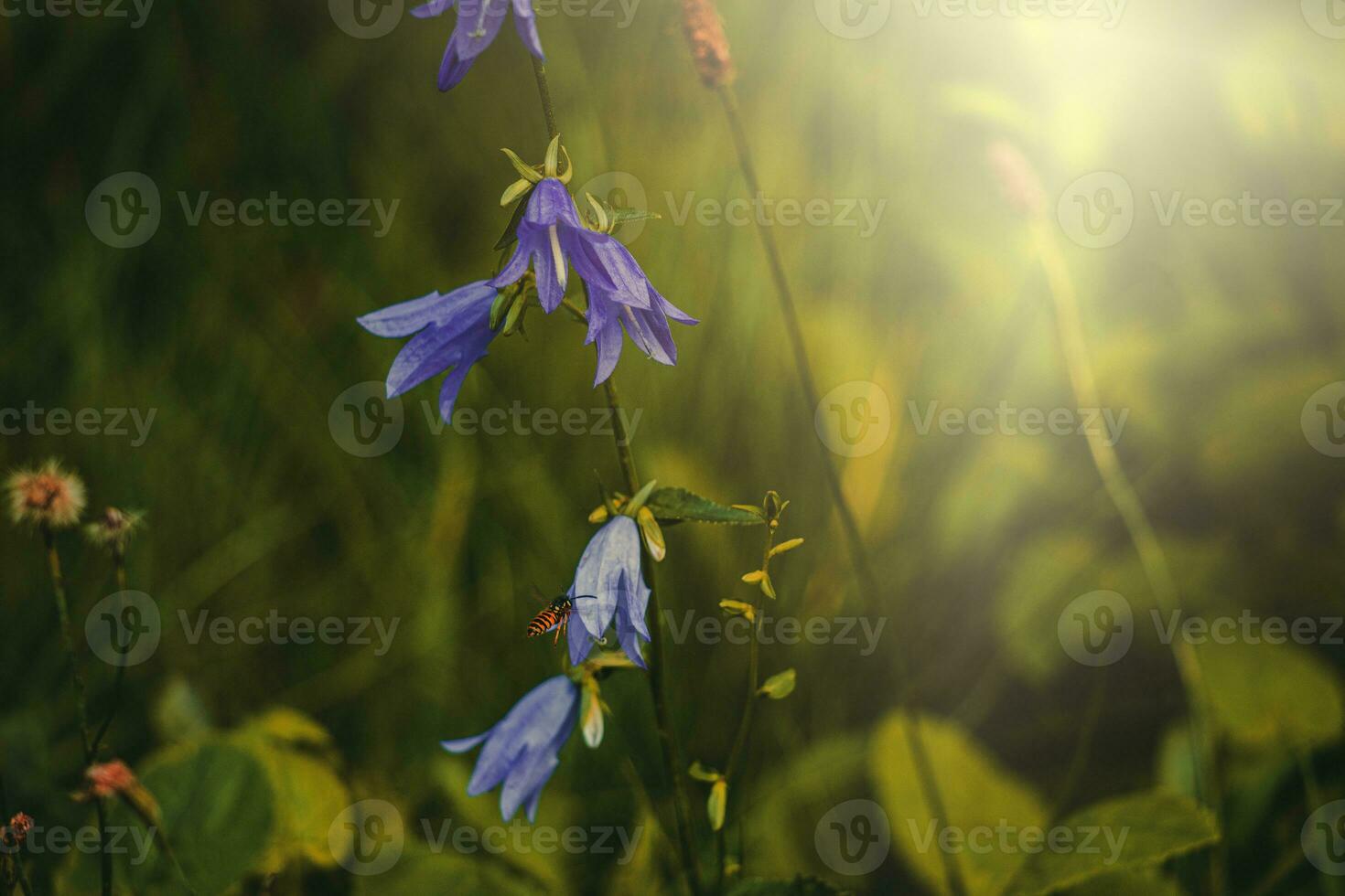 delicate summer bell flower growing in the warm sunshine in the garden photo