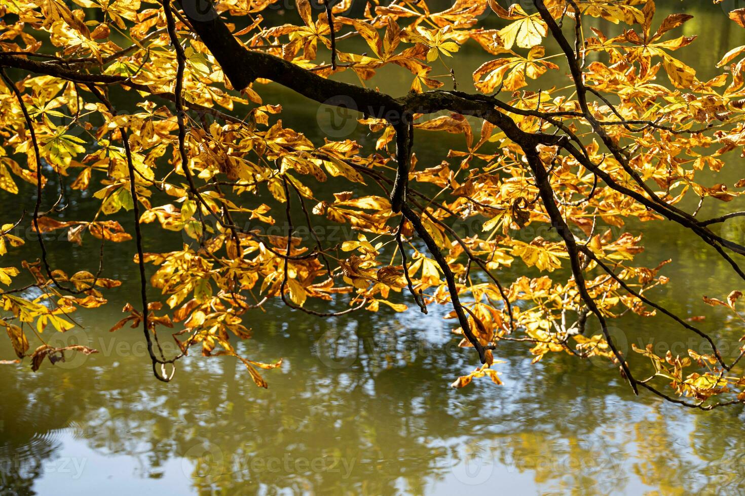 autumn chestnut tree with golden yellow leaves in warm sunshine on water background photo