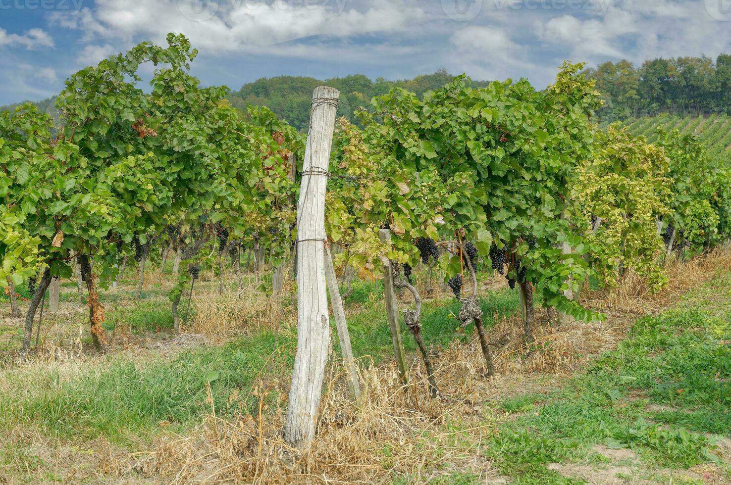 Vineyard in Prellenkirchen,lower Austria photo