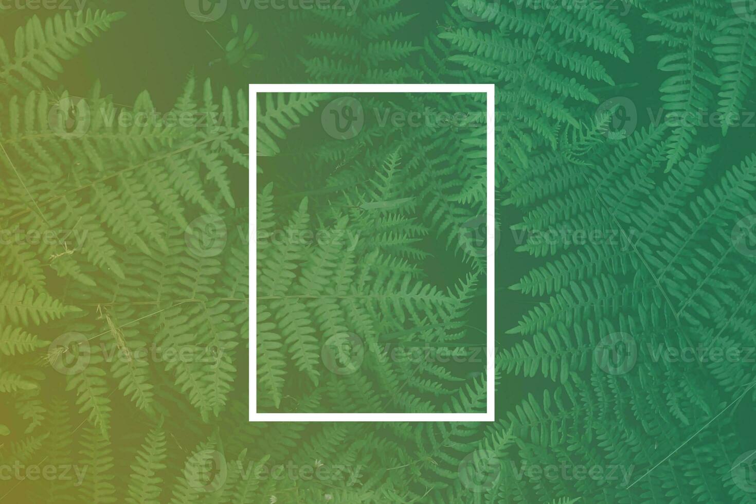 Green background with fern leaves and white frame. Nature background. photo