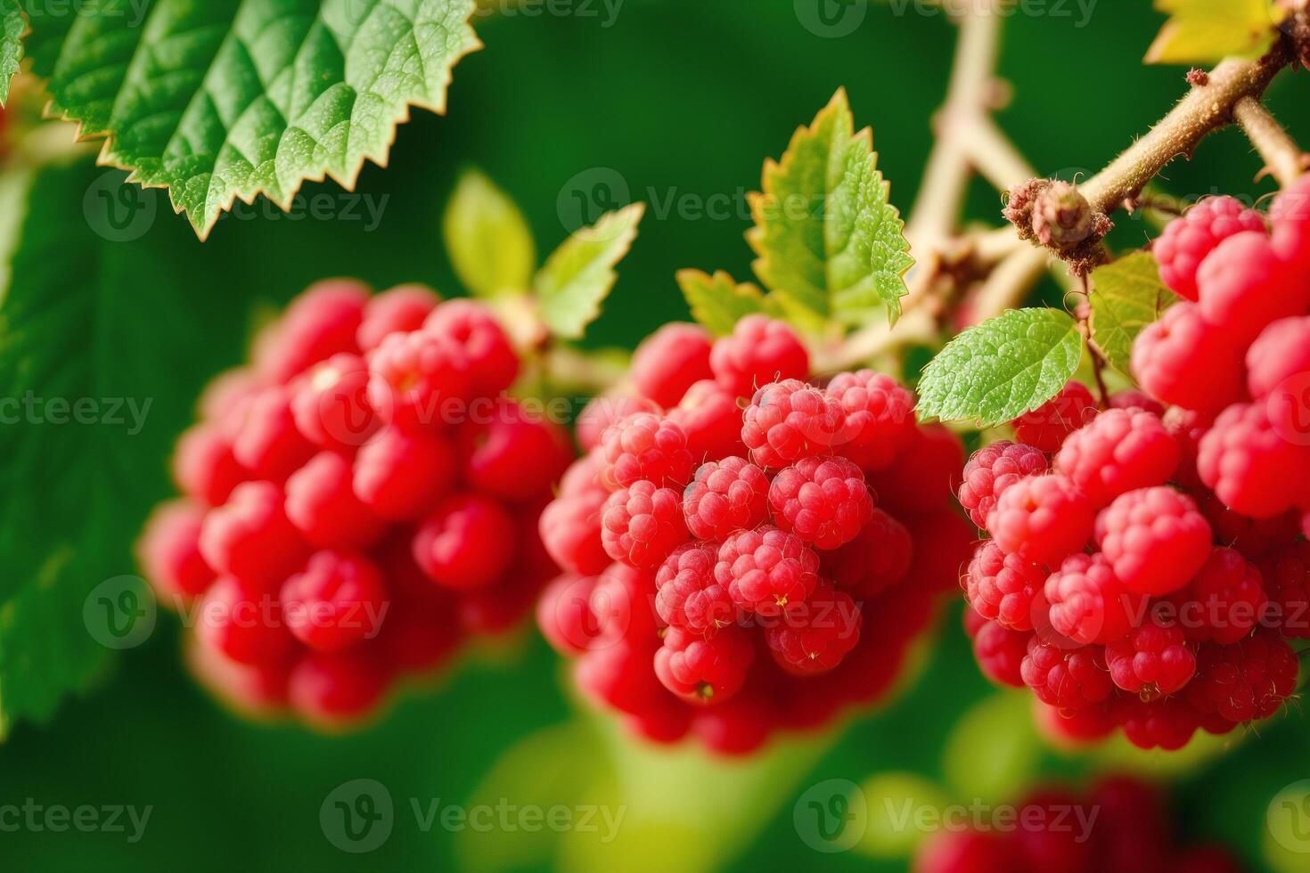 delicious Raspberry in a bowl on a white background, close-up. Healthy food concept. photo