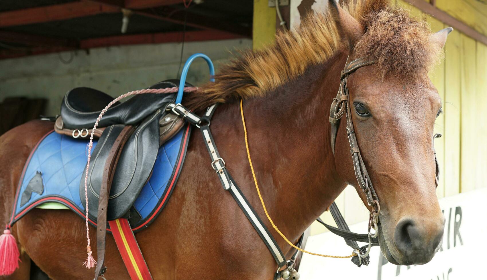 racehorse with saddle side view photo