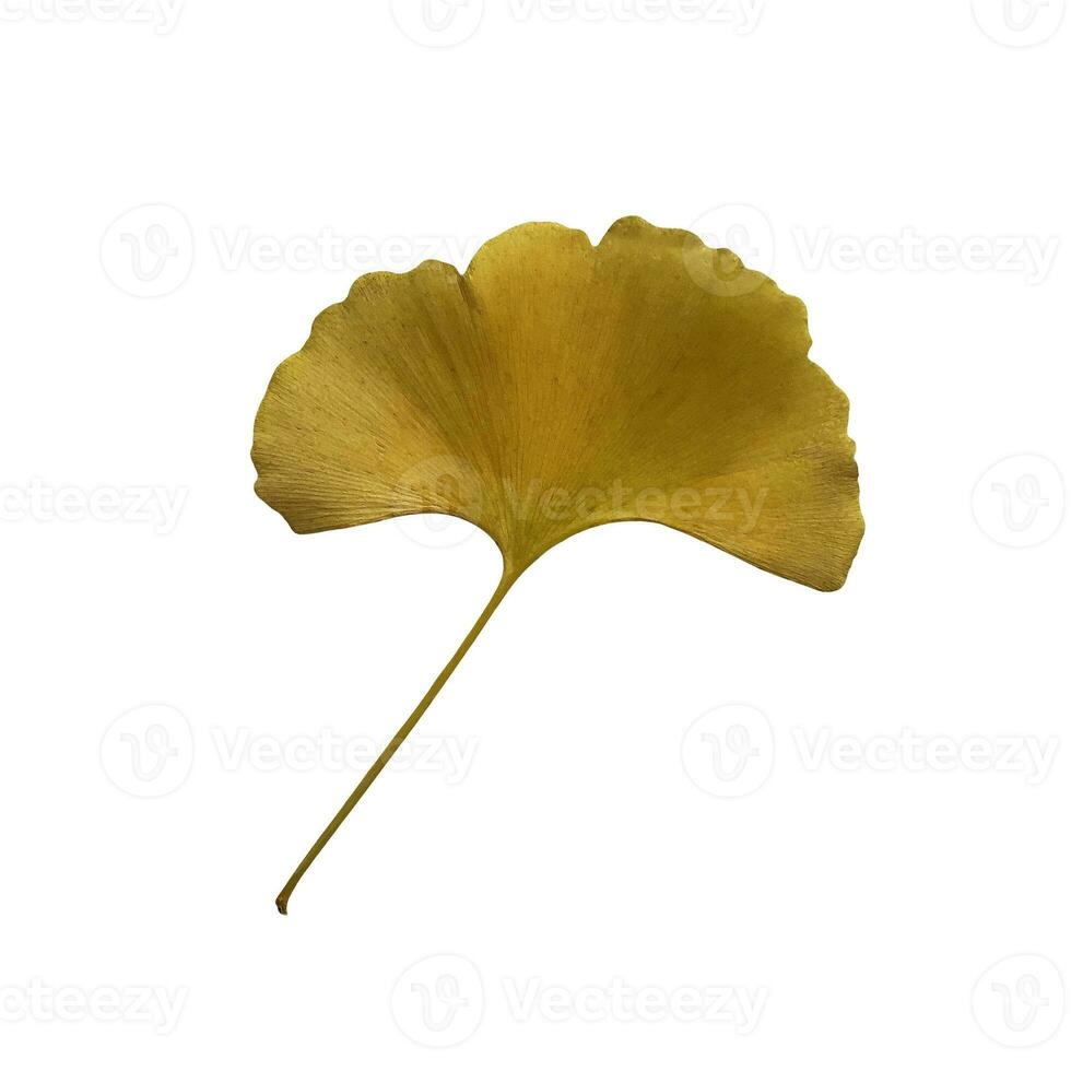 Yellow fresh ginkgo leaf isolated, medicinal organic plant close-up, clipping path cutout object, eco-friendly environment concept photo