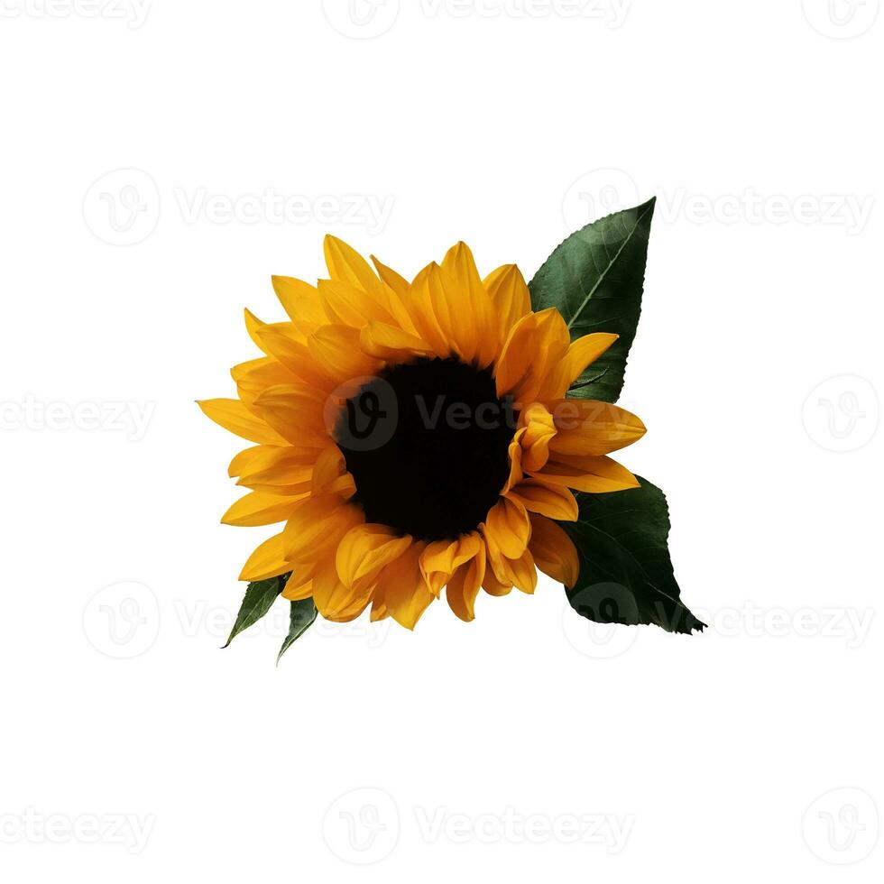 amarillo separar girasoles con hojas colocar, aislado brillante objeto en el blanco antecedentes para decoración, cosecha hora diseño, invitaciones, suave atención y recorte camino foto