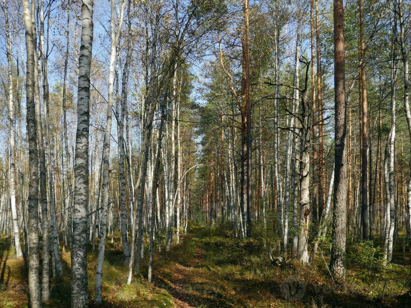 mixed forest, birch and pine trees, hiking trail going into the
