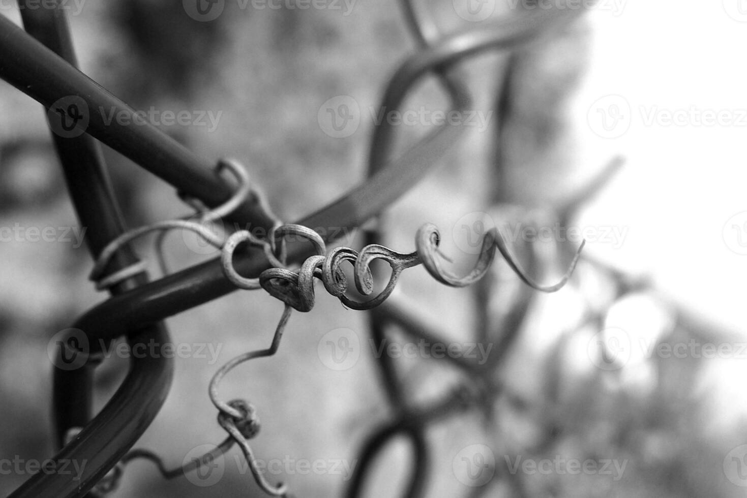 strange twisted shape of a climbing plant growing on a fence in close-up photo