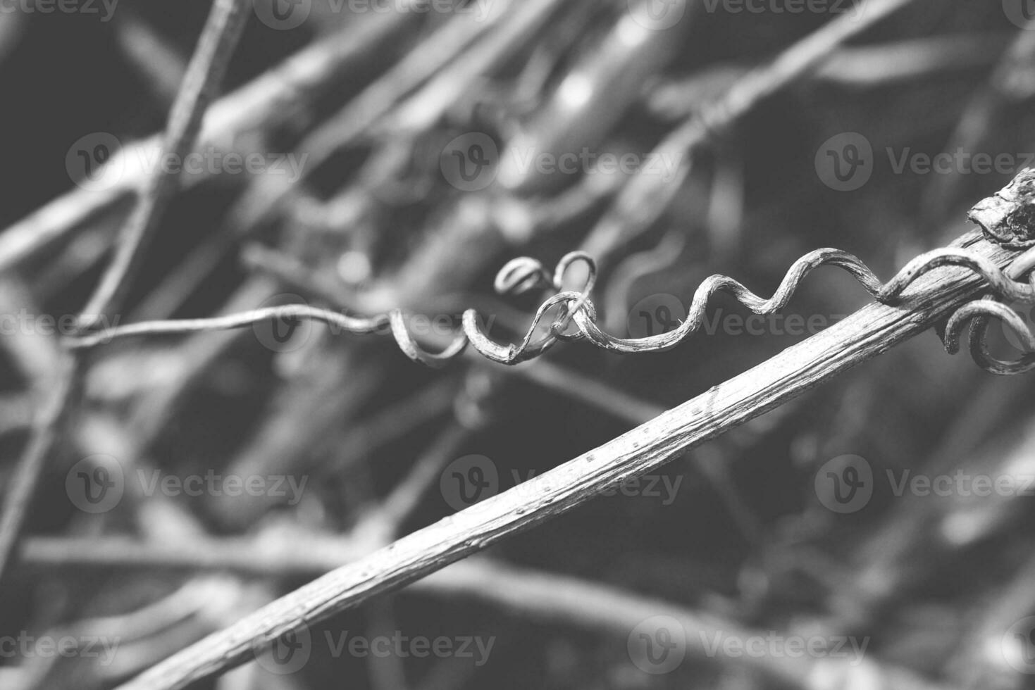 strange twisted shape of a climbing plant growing on a fence in close-up photo