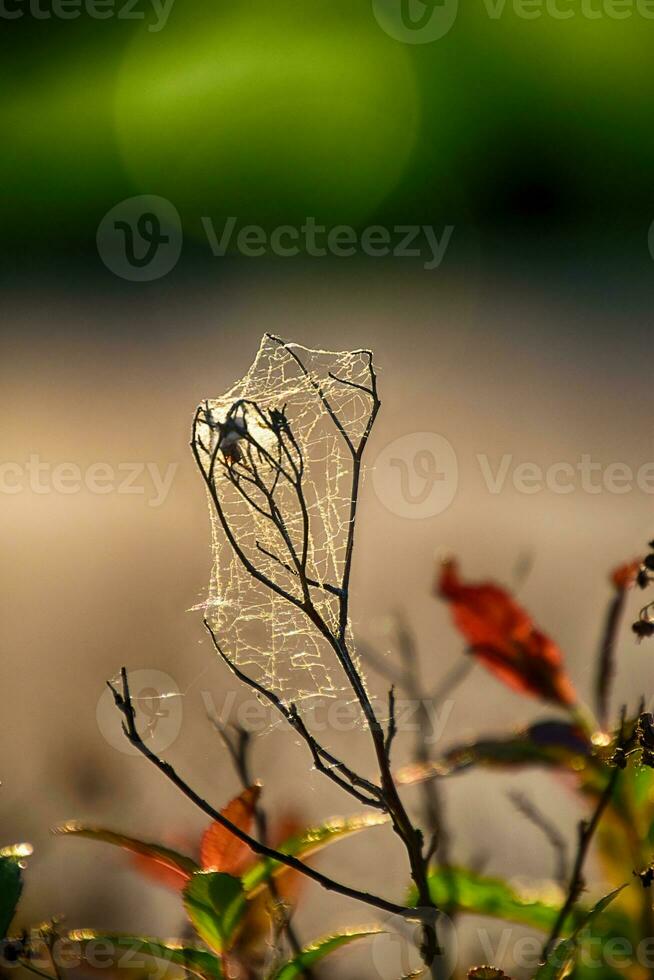 araña web en un primavera rama en contra un verde antecedentes al aire libre, en de cerca foto