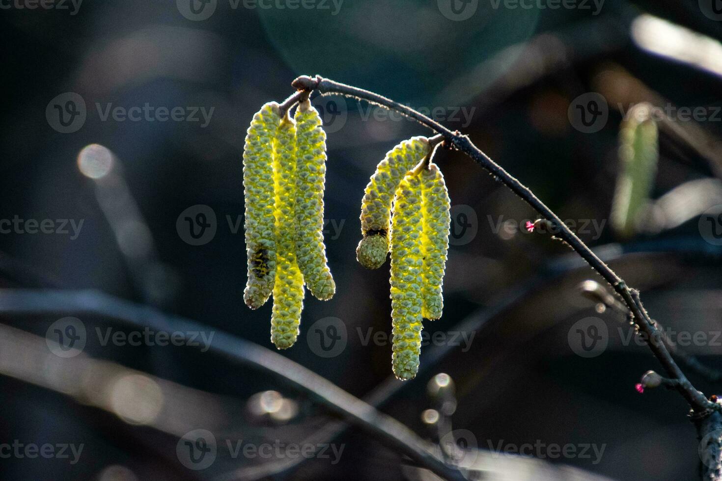 fresh spring blooming tree branches in the cold March sun photo