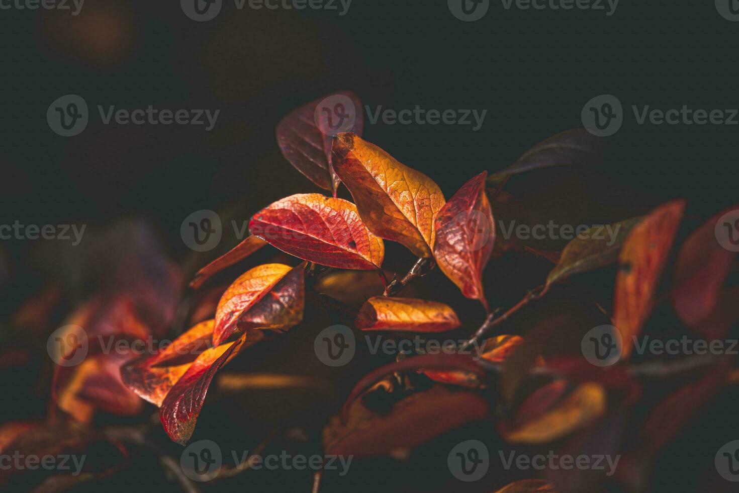red and orange autumn leaves of the bush in close-up on a warm day in the garden photo