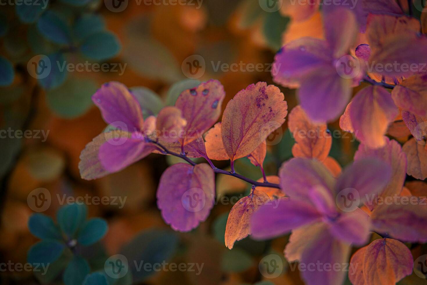 red autumn leaves of the bush in the warm afternoon sun in the garden photo