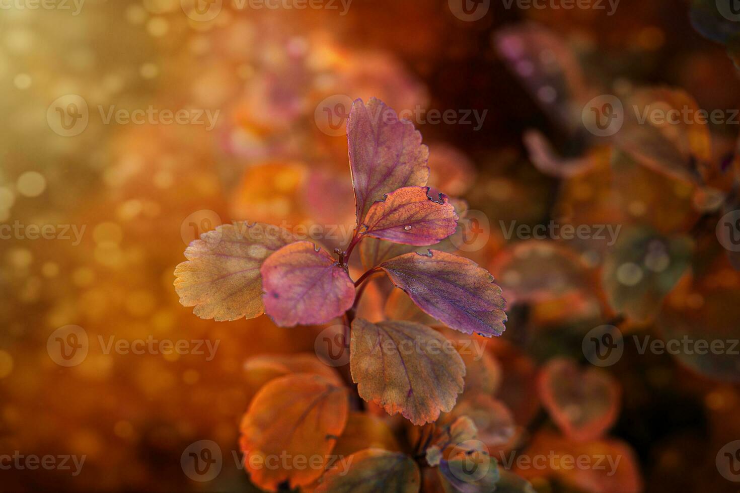 red autumn leaves of the bush in the warm afternoon sun in the garden photo