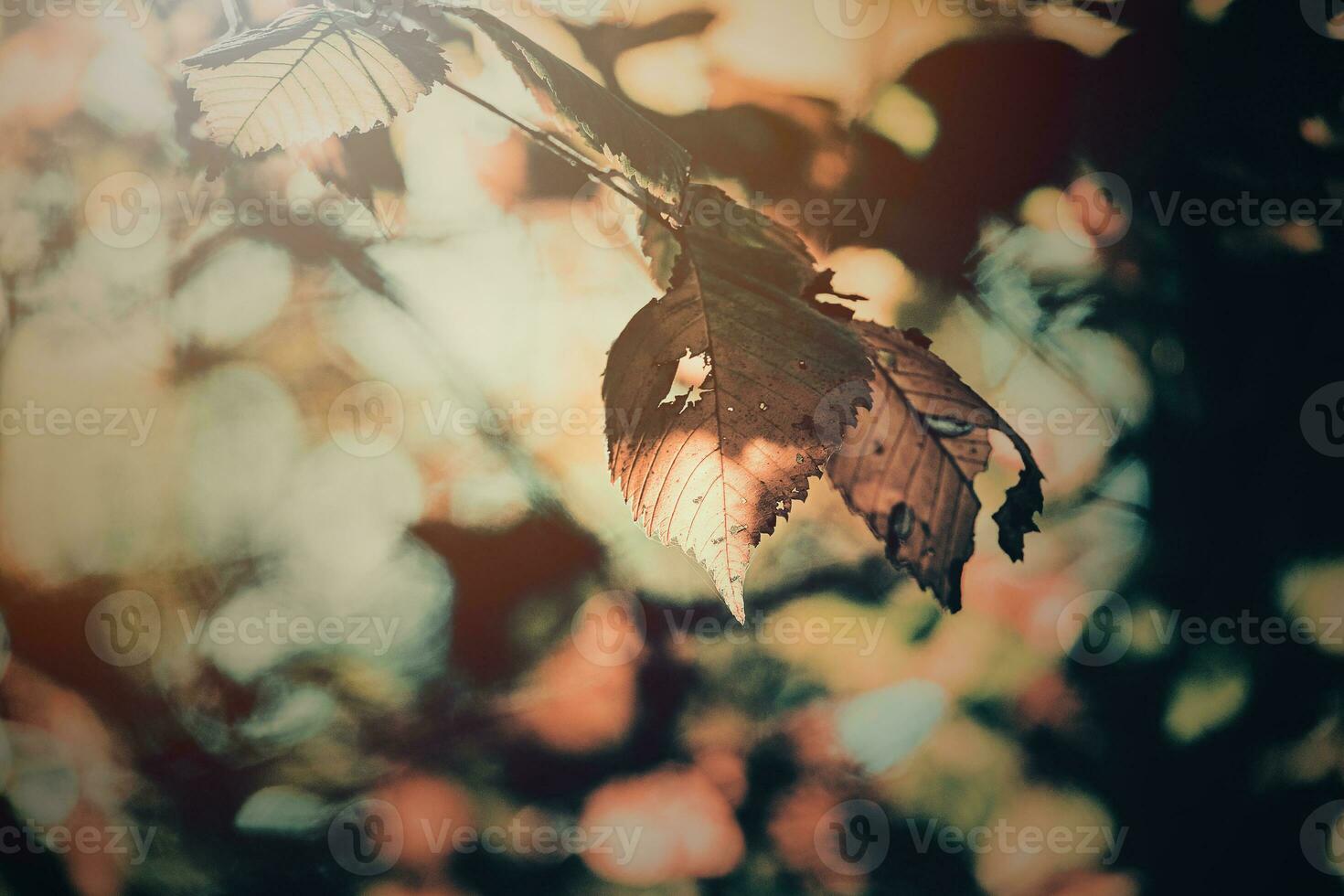 autumn golden leaves on the tree lit by warm soft afternoon light photo