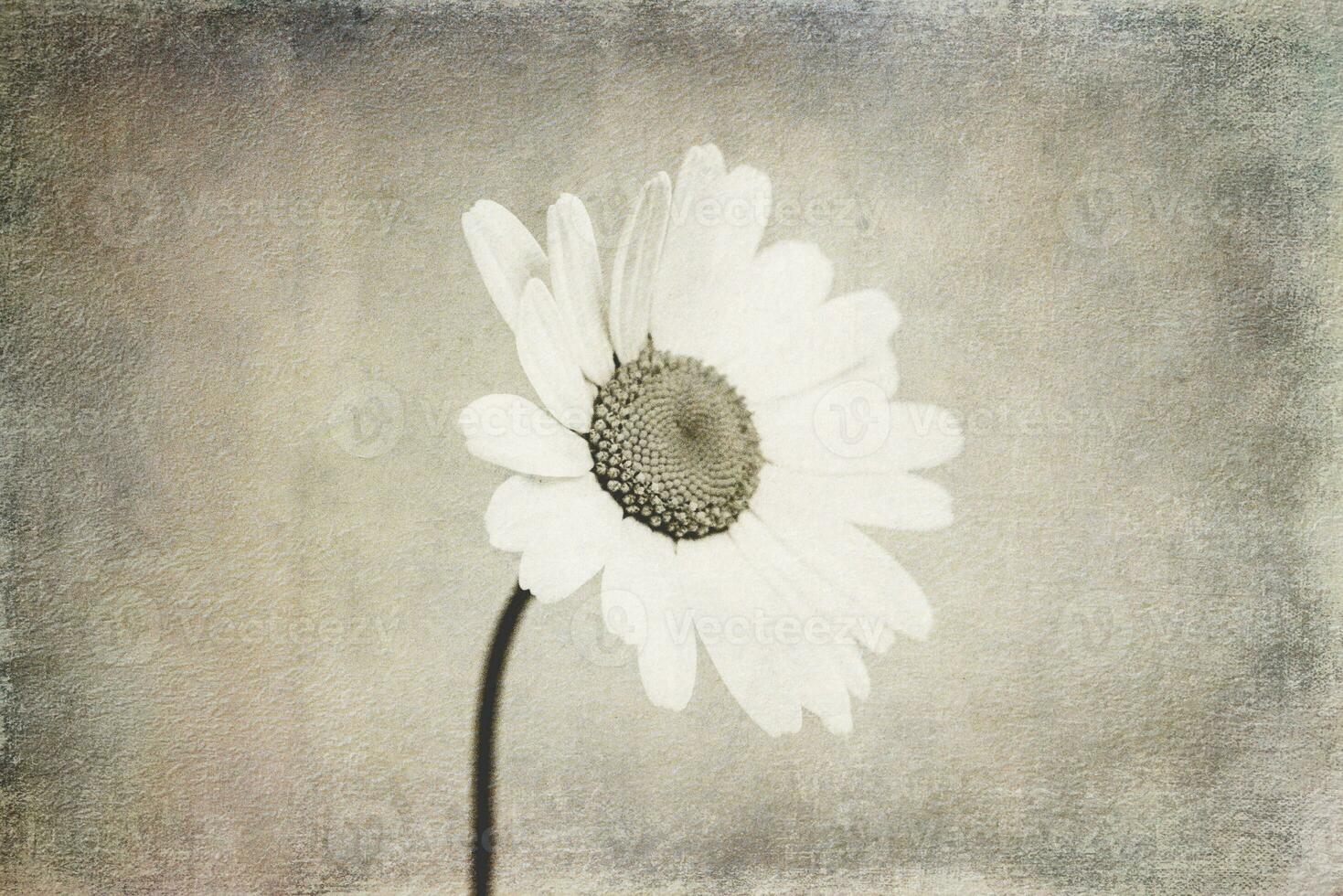 small original delicate free field  camomile flowers on a light background photo