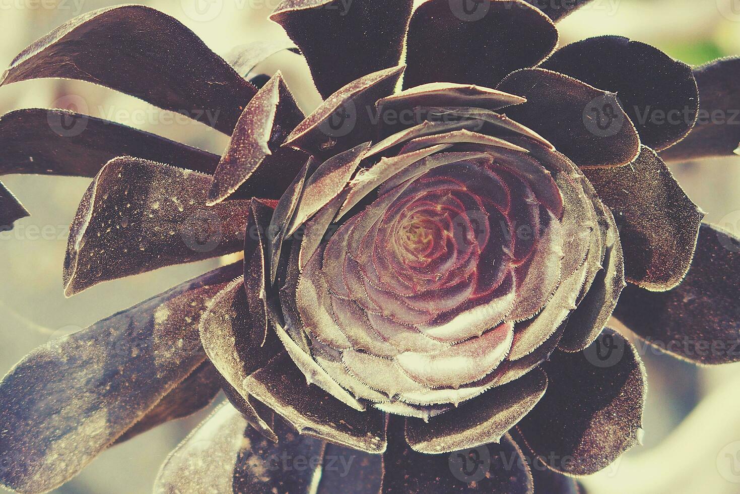 original cactus flower in black with close-up in the garden photo