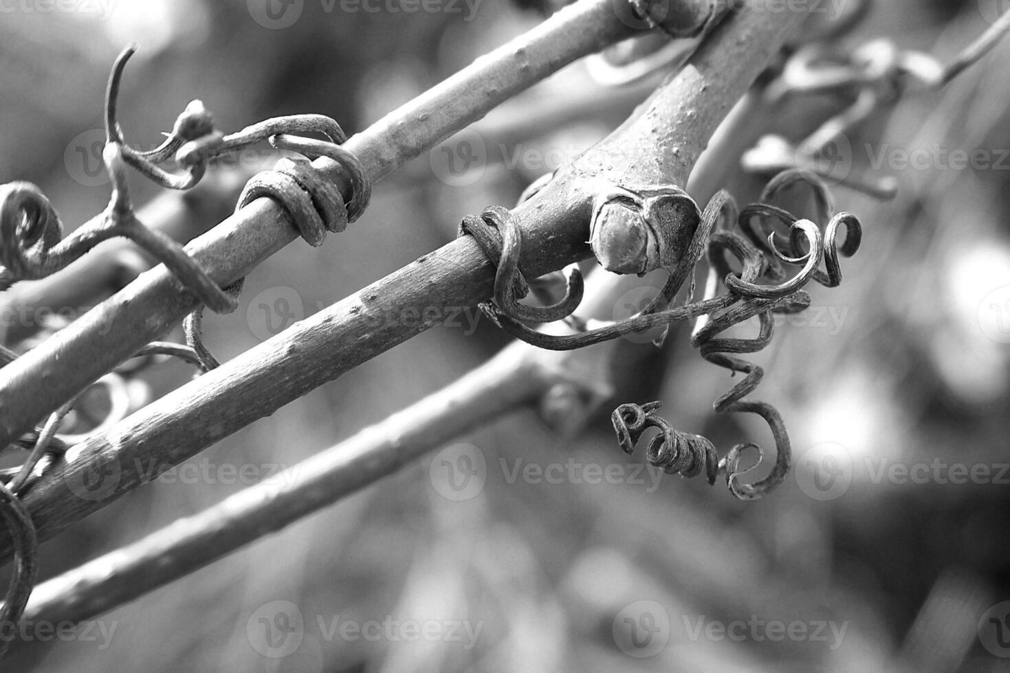 strange twisted shape of a climbing plant growing on a fence in close-up photo