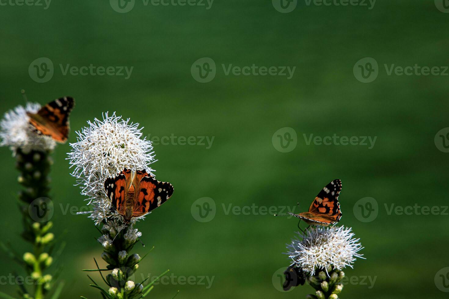 free butterflies among the flowers in the city garden on a warm sunny summer day, photo