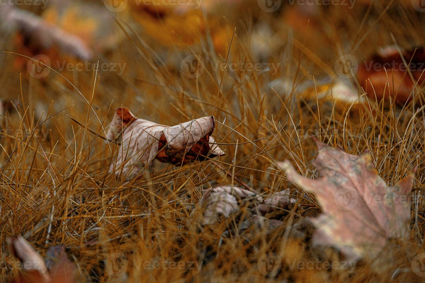 red autumn maple leaves lying among green grass in the park in close-up photo