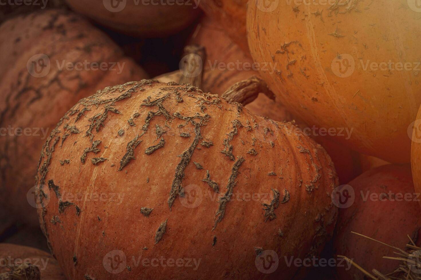 naranja otoño Fresco calabaza acostado al aire libre como un decoración foto