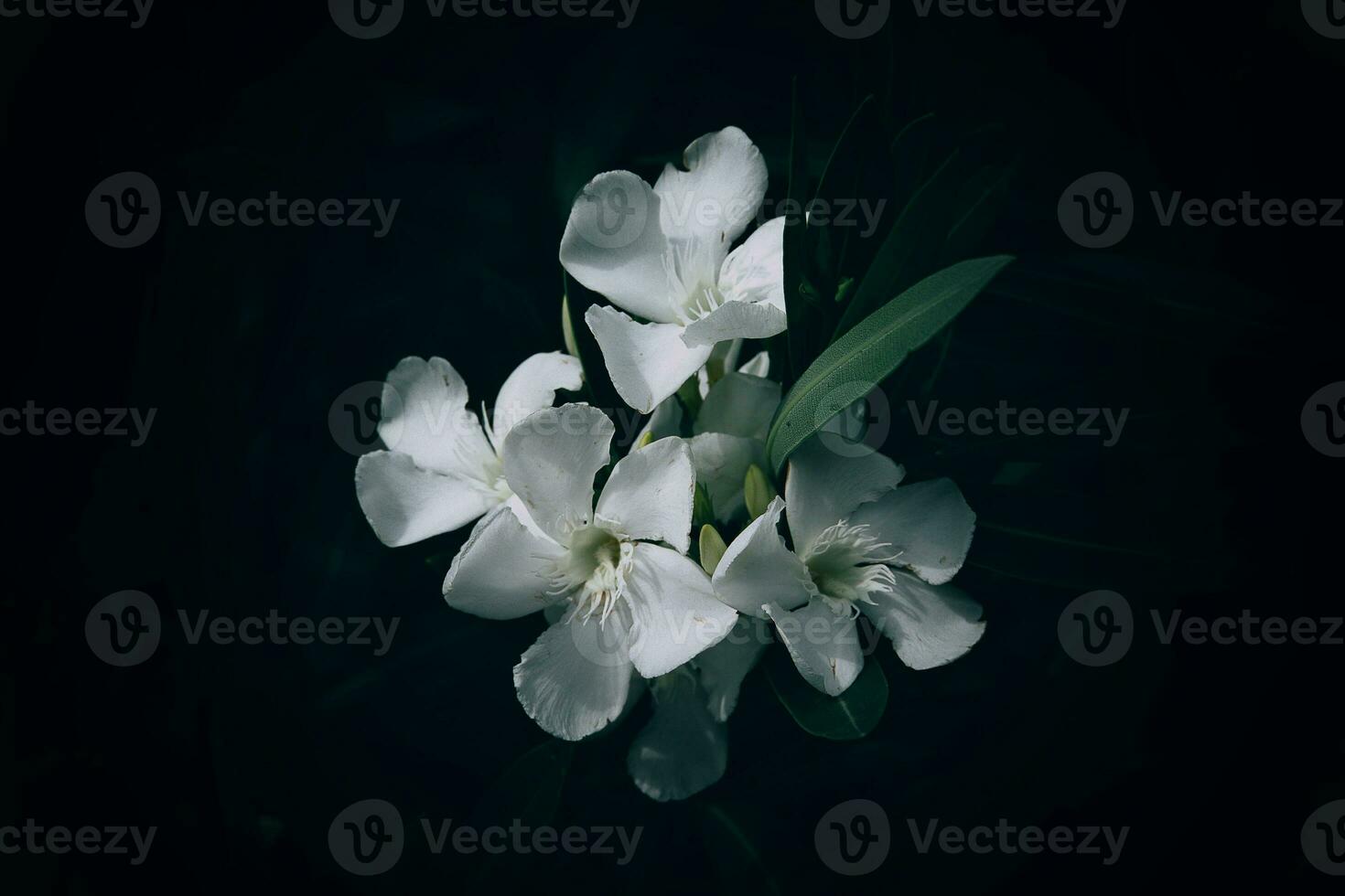 white flower on green background in summer garden photo