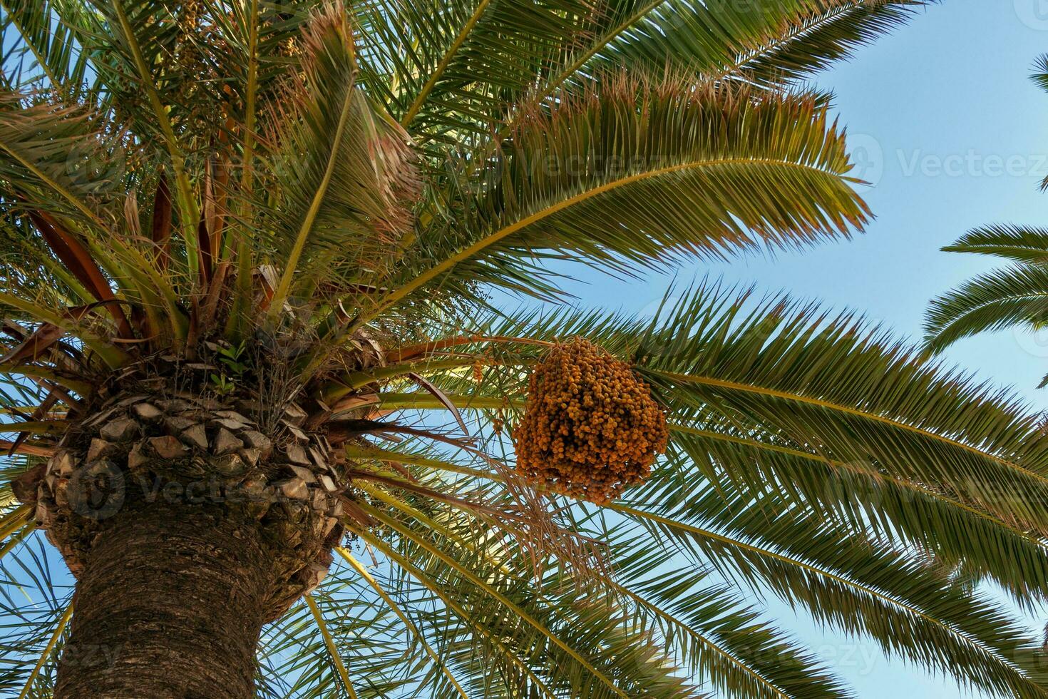 Palm tree with berries against the blue sky, close-up photo