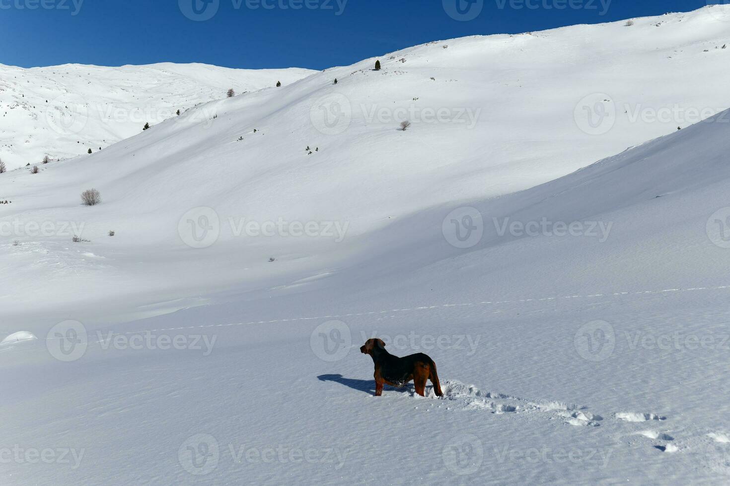 A dog in the mountains during winter on a sunny day. White snow landscape. photo