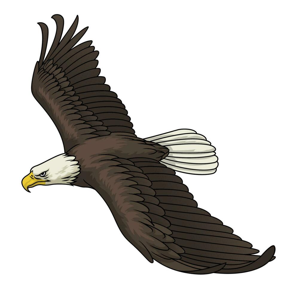 Flying Bald Eagle vector