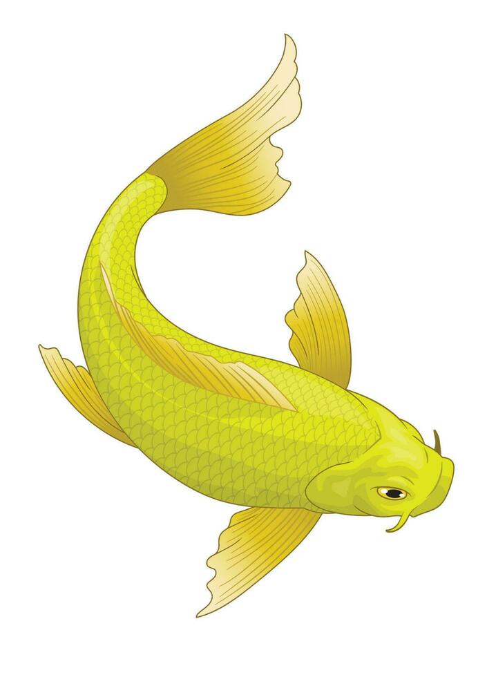 de japon koi pescado en amarillo color vector